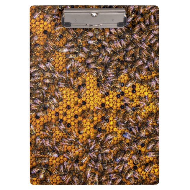 HONEY BEES   CLIPBOARD (Front)