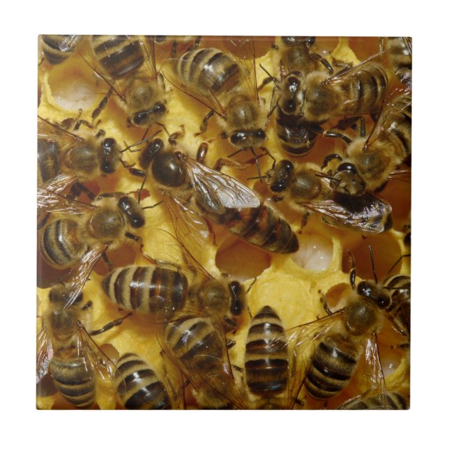 Honey Bees in Hive with Queen in Middle Tile (Front)