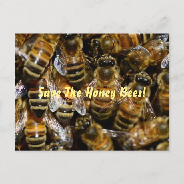 Honey Bees In the Hive Postcard (Front)