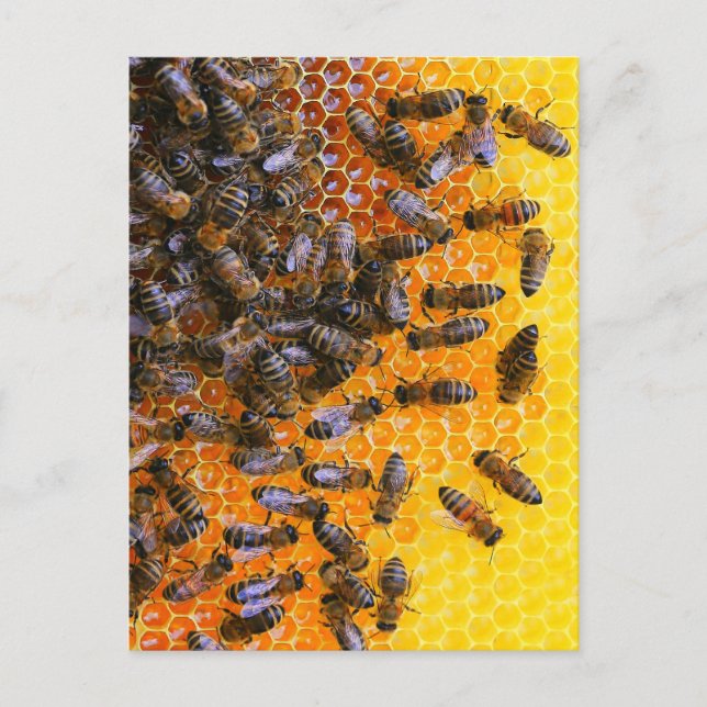HONEY BEES  POSTCARD (Front)