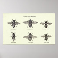 Honey Bees Poster