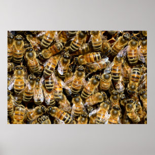 Honey bees poster