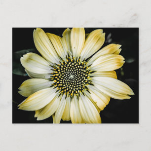 Honey Blossom Yellow Coneflower Postcard