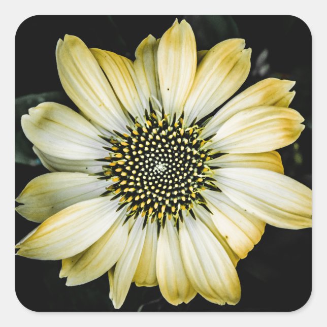 Honey Blossom Yellow Coneflower Sticker (Front)