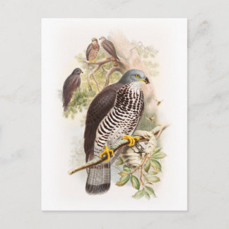 Honey-Buzzard John Gould Birds of Great Britain Postcard