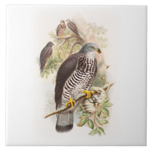 Honey-Buzzard John Gould Birds of Great Britain Tile