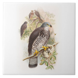 Honey-Buzzard John Gould Birds of Great Britain Tile