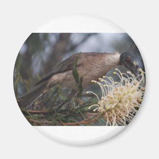 Honey Eater Magnet