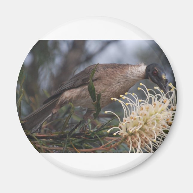 Honey Eater Magnet (Front)