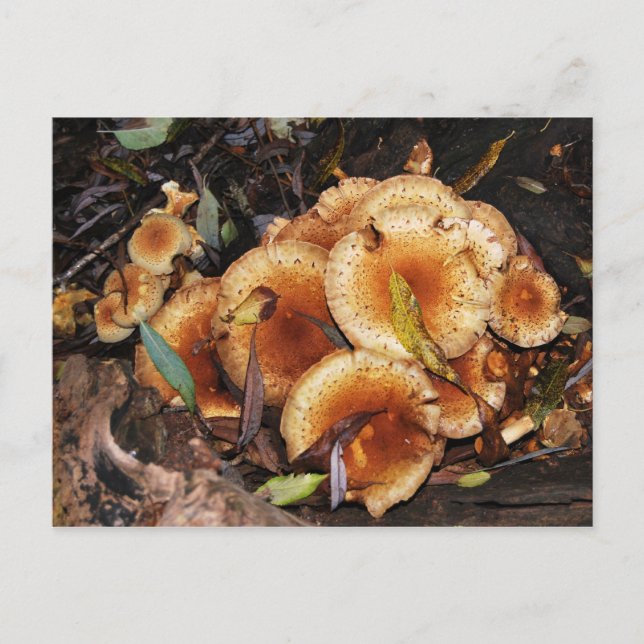 Honey Fungus Armillaria Mellea Postcard (Front)