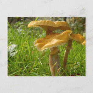 Honey Fungus Postcard