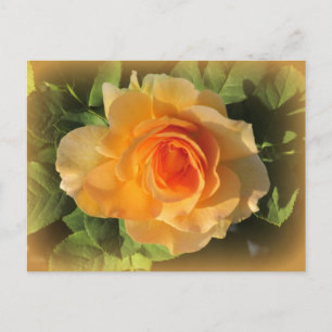 Honey Perfume Rose Postcard