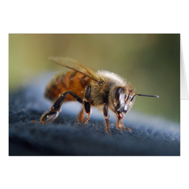 Honeybee (Front Horizontal)