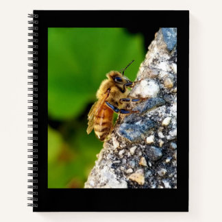 Honeybee 8.5x11 Notebook