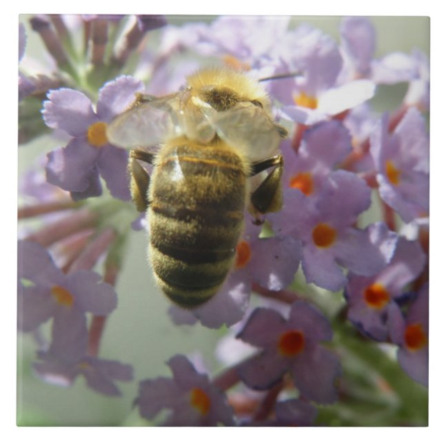 Honeybee and Buddleia Flowers Tile (Front)