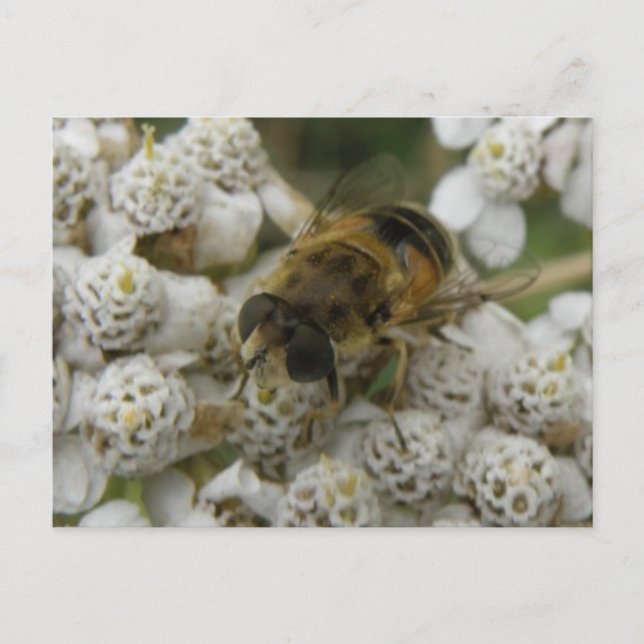 Honeybee and Flowers Postcard (Front)
