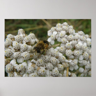 Honeybee and Flowers Poster