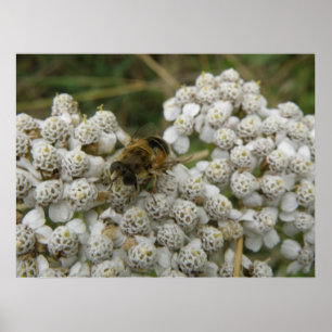 Honeybee and Flowers Poster