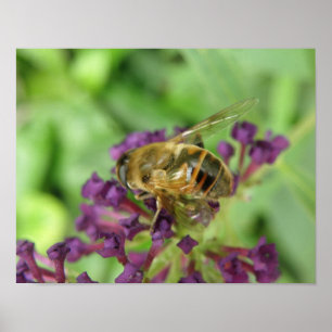 Honeybee and Purple Flowers Print