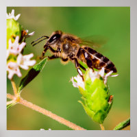 Honeybee in action