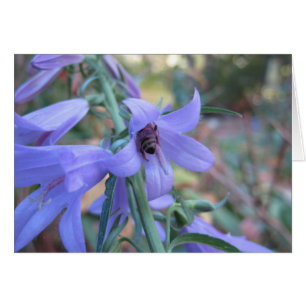 Honeybee in Harebell