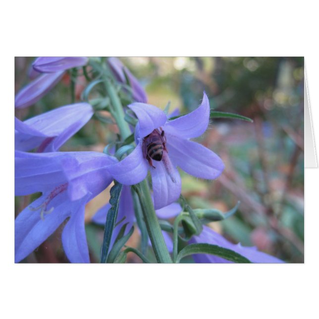 Honeybee in Harebell (Front Horizontal)
