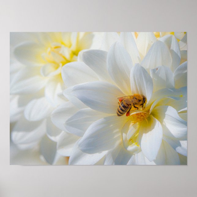 Honeybee on a Dahlia Poster (Front)