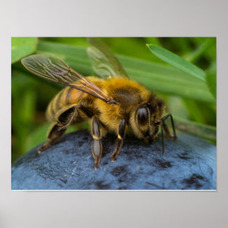 Honeybee on a Stone Poster