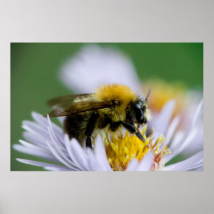 Honeybee on a White Flower Poster
