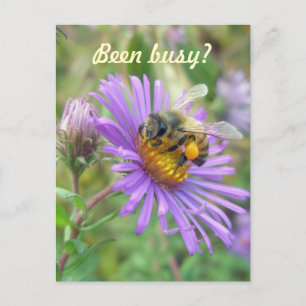 Honeybee on Asters Quick "Hi" Postcard