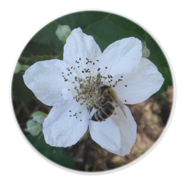 Honeybee on blackberry flower ceramic knob (Front)
