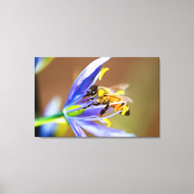Honeybee on Blue Flower Canvas Print (Front)