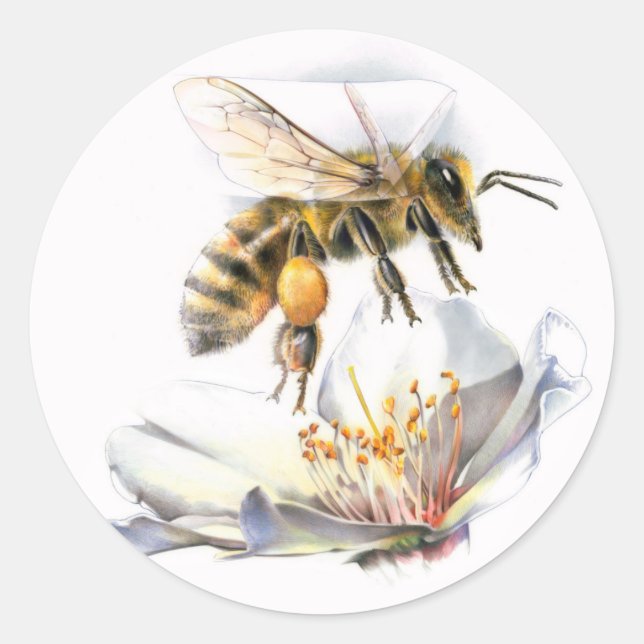 honeybee on flower classic round sticker (Front)