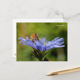 Honeybee on Flowering Radicchio Italian Chicory Postcard