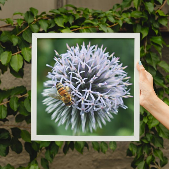 Honeybee on Globe Thistle Floral Photo Print (In Situ (Framed))