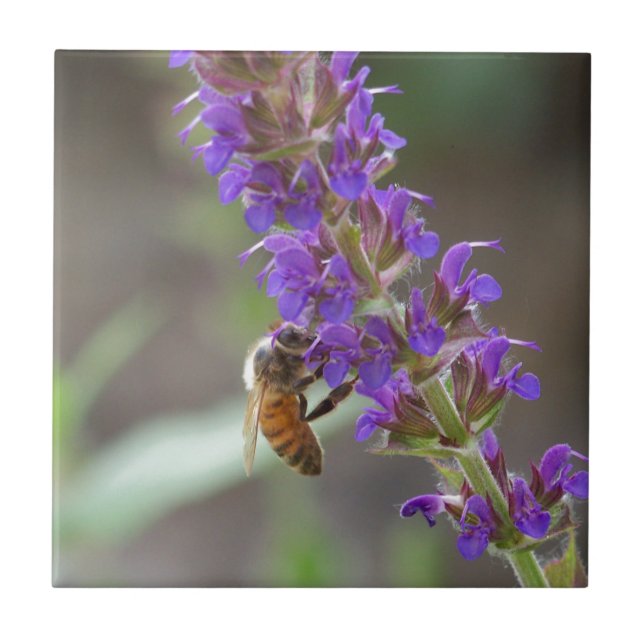 Honeybee on Salvia Tile (Front)