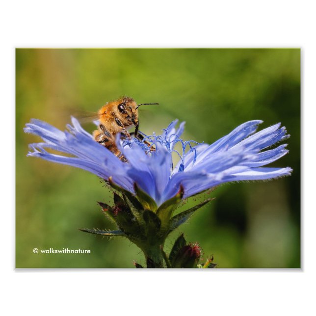 Honeybee on the Flowering Radicchio Photo Print (Front)