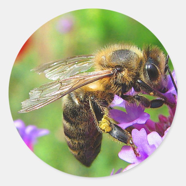 Honeybee on Verbena Classic Round Sticker (Front)