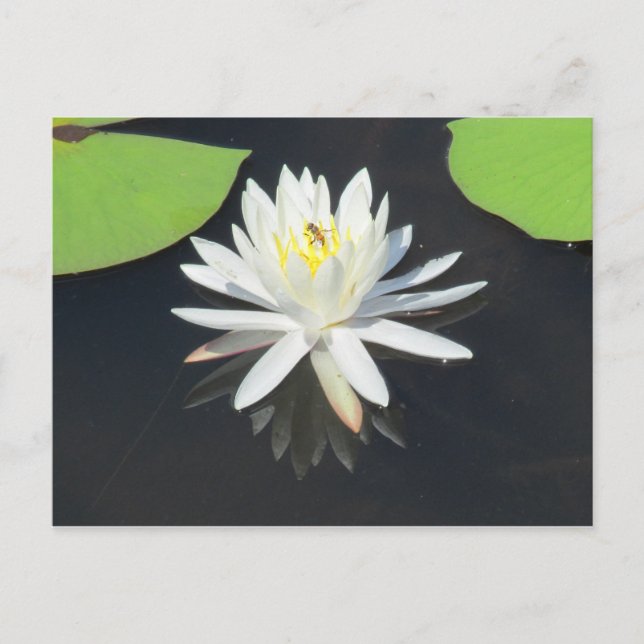 HoneyBee on Water Lily Postcard (Front)