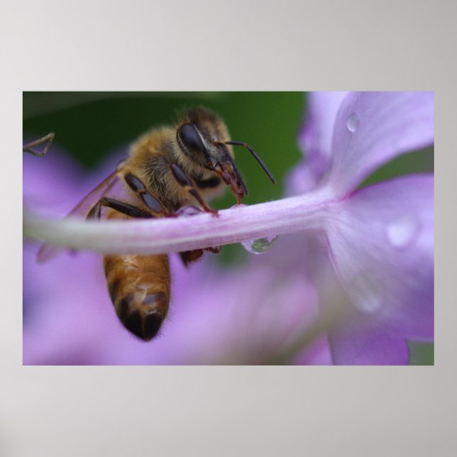 Honeybee Poster (Front)