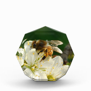 Honeybee & White Plum Macro   Acrylic Photo Block