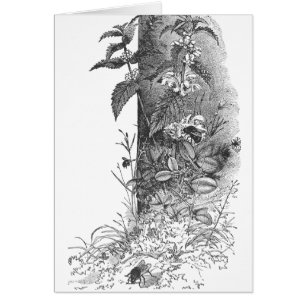 Honeybees Frequent Flowering Mint