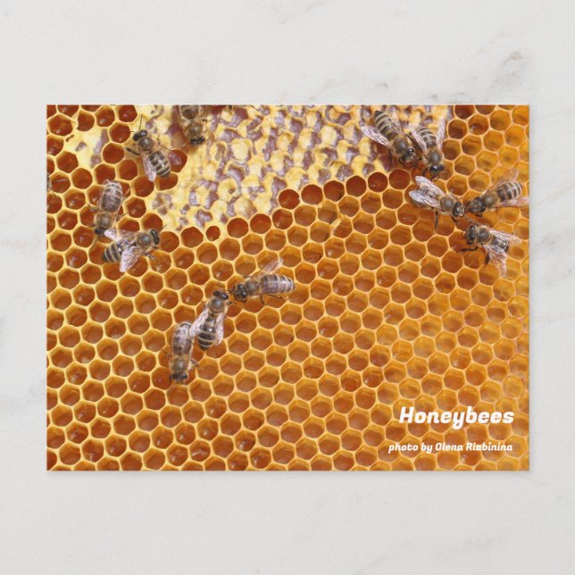 Honeybees in the hive postcard (Front)