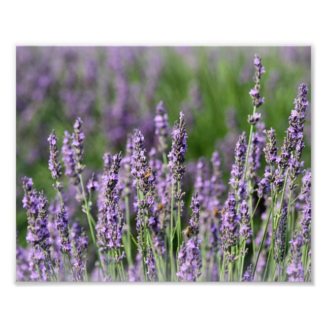 Honeybees on Lavender Flowers Photo Print (Front)