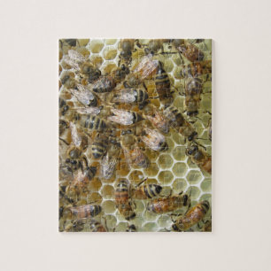 Honeycomb Puzzle