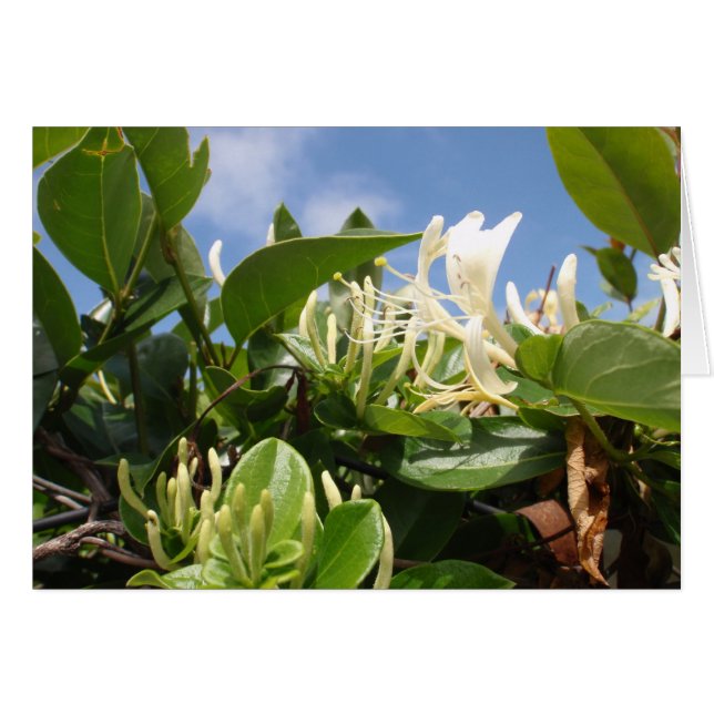Honeysuckle (Front Horizontal)