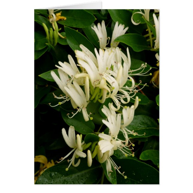 Honeysuckle (Front)