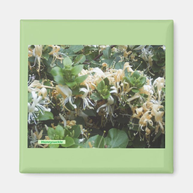 Honeysuckle Blooms Magnet (Front)