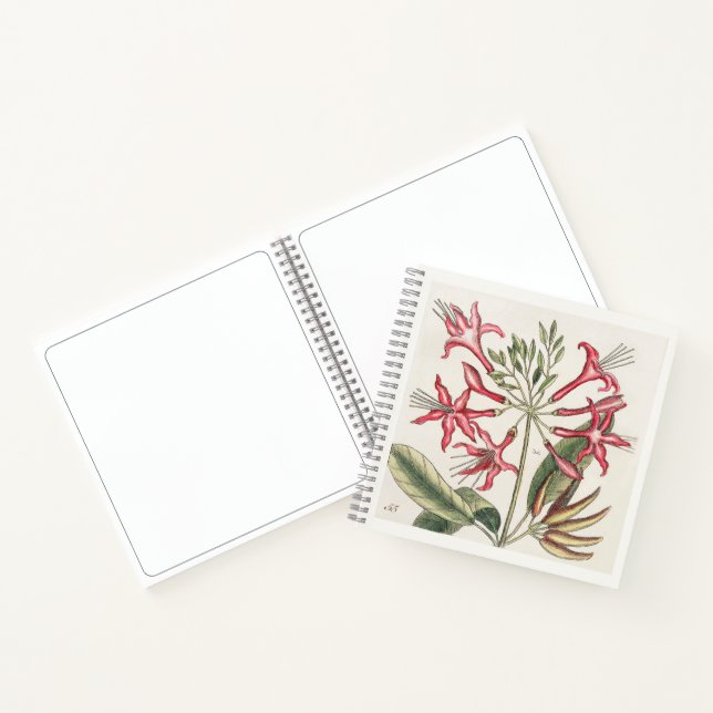 Honeysuckle Botanical 18th Century Art Sketchbook Notebook (Inside)
