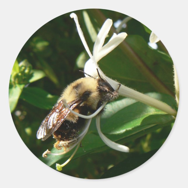 Honeysuckle Bumble Bee Classic Round Sticker (Front)